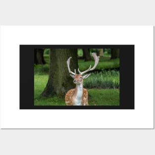 Fallow Deer Posters and Art